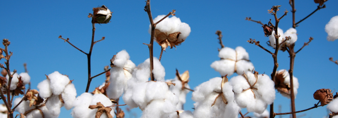 Top 10 cotton production countries
